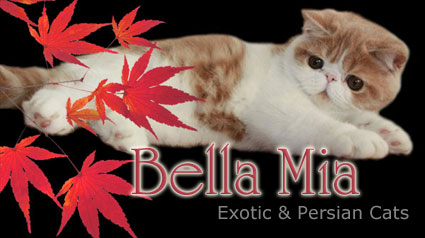 Bella Mia Exotics