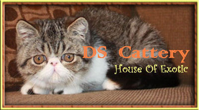 DS Exotic Cattery Malaysia