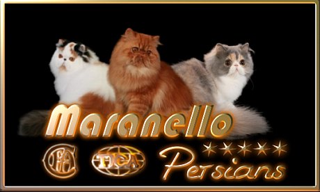 Maranello Persians